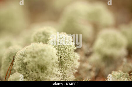 Natural macro summery background of light reaindeer lichen Stock Photo