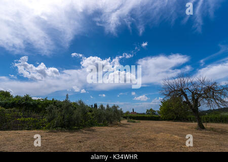 Empty dry garden in Valpolicella, Veneto ,Italy with dry empty tree on blu sky and wite clouds. Vine in background. Italian house in background. Stock Photo