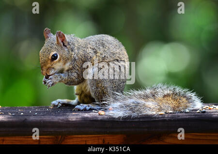 Up close with an eastern grey squirrel on a railing Stock Photo