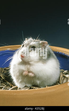 Russian Dwarf Hairy-footed Hamster Phodopus sungorus sungorus. ‘Winter White’ form, February pelage. UK. in captivity. NOTE FORE PAWS covered in hair. Stock Photo