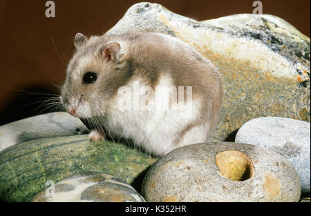 Russian Dwarf Hairy-footed Hamster Phodopus sungorus sungorus. Winter White form, March pelage. Stock Photo