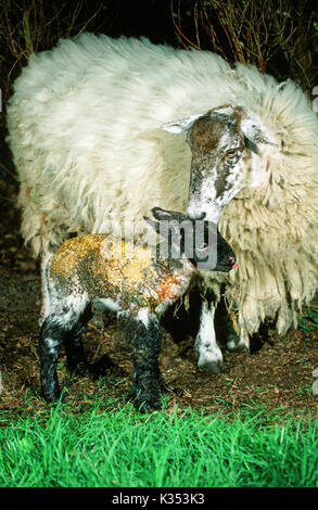 Ewe and new born lamb. Female sheep cleaning up lamb after giving birth. Parental recognition by scent, smell, pheromones. Yellow stain on lamb coat f Stock Photo