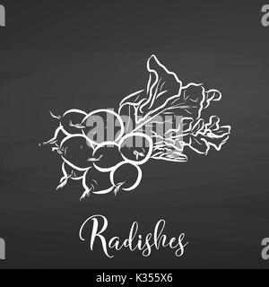 Radishes drawn on Blackboard. Hand drawn healthy food sketch. Black and White Vector Drawing on Blackboard. Stock Vector