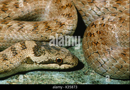 Smooth Snake (Coronella austriaca). Stock Photo