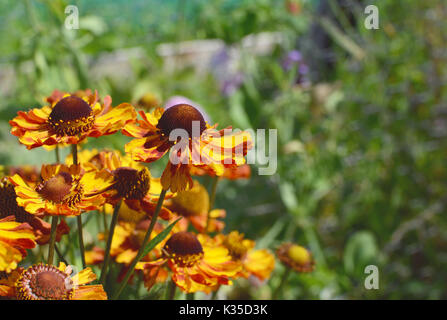 Group of golden yellow and red sneezeweed flowers - Helenium Waltraut - copy space on green foliage of flower bed Stock Photo