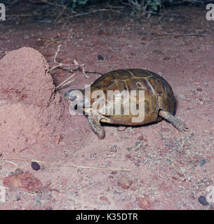 Bell’s Hing-back Tortoise (Kinixys belliana). Nigeria. West Africa. Open forest grassland savanna. Stock Photo