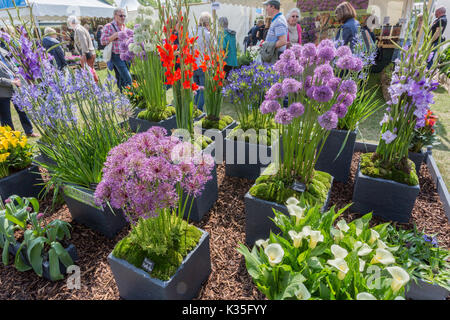 An impressive and colourful outdoor sales display of decorative flowering bulbs at the 2017 RHS Malvern Spring Show, Worcestershire, England, UK