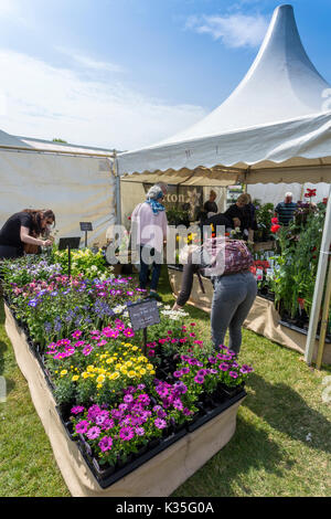 An impressive and colourful outdoor sales display of decorative flowering plants at the 2017 RHS Malvern Spring Show, Worcestershire, England, UK
