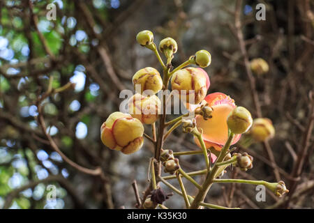 Flowers of Couroupita guianensis known as cannonball tree in Royal botanic gardens. Peradeniya, Sri-Lanka Stock Photo