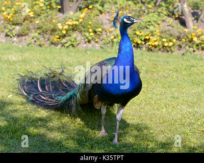 Closeup male Indian Peafowl (Pavo cristatus) standing on grass and seen from the front Stock Photo