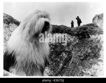 DIGBY THE BIGGEST DOG IN THE WORLD Br 1973] Stock Photo