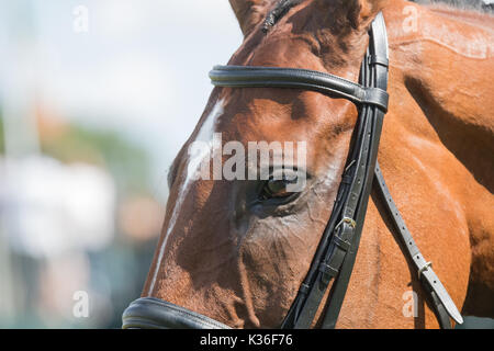 Stamford, Lincolnshire, UK. 1st September, 2017. Burghley Horse Trials, stamford, lincolnshire, Burghley horse trials 01/09/2017 close up shot of Dromgurrihy Blue during dressage round Credit: steve Brownley/Alamy Live News Stock Photo