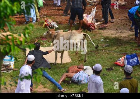 Dimapur, India September 02, 2017: Indian Muslims gesture as a Cow jump over a man as they prepare to sacrifice after the Eid-al-Adha prayer in Dimapur, India north eastern state of Nagaland. Muslims across the world celebrate the annual festival of Eid al-Adha, or the Festival of Sacrifice, which marks the end of the Hajj pilgrimage to Mecca and commemorates Prophet Abraham's readiness to sacrifice his son to show obedience to God. Credit: Caisii Mao/Alamy Live News Stock Photo