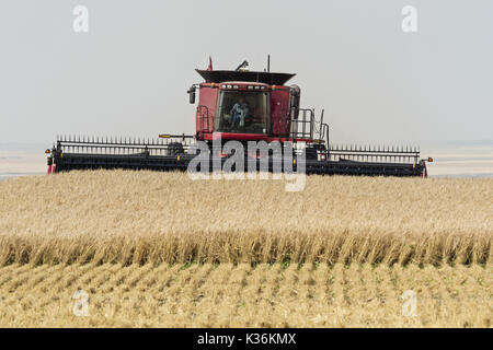 Medicine Hat, Alberta, Canada. 31st Aug, 2016. A farmer using a Case IH combine harvests a crop field of barley near Medicine Hat, Alberta, Canada. Credit: Bayne Stanley/ZUMA Wire/Alamy Live News Stock Photo