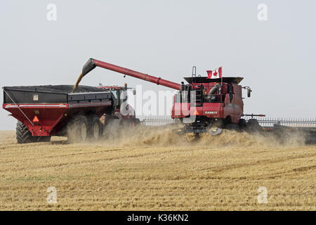 Medicine Hat, Alberta, Canada. 31st Aug, 2016. A farmer using a Case IH combine harvests a crop field of barley near Medicine Hat, Alberta, Canada. Credit: Bayne Stanley/ZUMA Wire/Alamy Live News Stock Photo