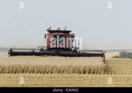 Medicine Hat, Alberta, Canada. 31st Aug, 2016. A farmer using a Case IH combine harvests a crop field of barley near Medicine Hat, Alberta, Canada. Credit: Bayne Stanley/ZUMA Wire/Alamy Live News Stock Photo