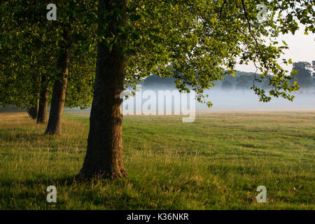 Windsor, UK. 2nd September, 2017. Early morning sunshine and mist in Windsor Great Park. Credit: Mark Kerrison/Alamy Live News Stock Photo