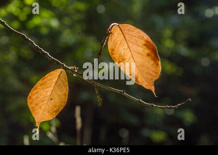 London, UK, 2nd September, 2017. Leaves beginning to colour in the early signs of autumn are backlit in the morning sunlight on Wimbledon common Credit: amer ghazzal/Alamy Live News Stock Photo