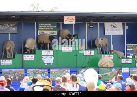 Orsett, Essex, United Kingdom - 2 Sep 2017- Essex, Orsett country shows one of the largest agricultural shows essex, attended by thousands,  Crowds watch the sheep show.. Credit: Darren Attersley./Alamy Live News Stock Photo