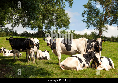 Fritchley, Derbyshire, U.K. 2nd September 2017. Cattle in a field create a typical English rural scene on a warm sunny day on a farm near to the Derbyshire village of Fritchley. Credit: Mark Richardson/Alamy Live News Stock Photo