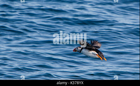 Atlantic Puffin [Fratercula arctica] flying above the water near Reykjavik. Stock Photo