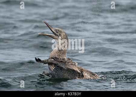 Recently fledged Gannet Morus bassanus having landed on the sea possibly for the first time. Taken at Bempton Cliffs RSPB Stock Photo