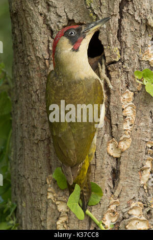 Male Green Woodpecker Picus Viridis at nest hole Stock Photo