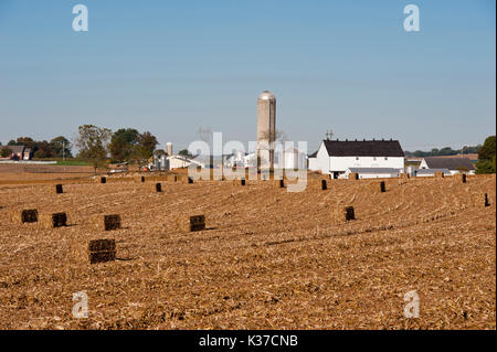 SQUARE HAY BALES ACROSS HARVESTED CORN FIELD AND FARM IN BACKGROUND, LITITZ PENNSYLVANIA Stock Photo