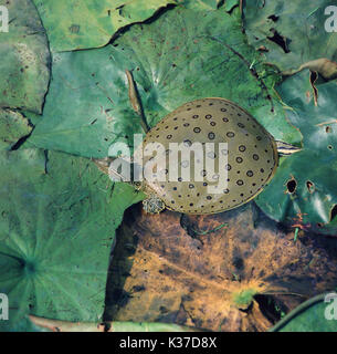 Eastern Spiny Softshell Turtle Trionyx spiniferus. Dorsal view. North America. Stock Photo