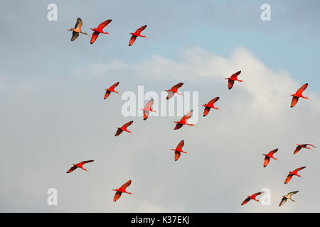 Scarlet Ibis (Eudocimus ruber). Adults and two dark plumaged immature birds flying to roosting site. Caroni Swamp. Evening light. Trinidad. Southern C Stock Photo
