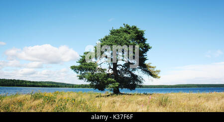 A lone pine tree stands along the lake shore. Toned photo. Peaceful summer day. Russian North. Kenozersky National Park (UNESCO Biosphere Reserve). Stock Photo