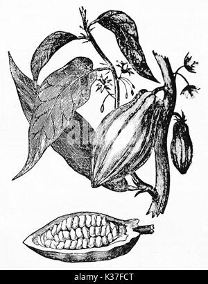 Old botanical isolated illustration of Cacao tree, flowers, fruit and leaves. Old Illustration by unidentified author published on Magasin Pittoresque Paris 1834 Stock Photo