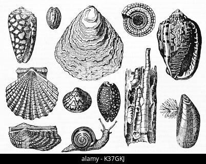 Ancient collection of shell, isolated elements on white background. Created by Andrew, Best and Leloir, published on Magasin Pittoresque, Paris, 1834 Stock Photo