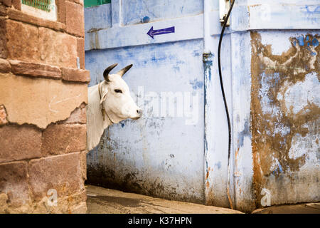 The head of a holy white cow in the streets of the blue city of Jodhpur in the Rajasthan state of India Stock Photo