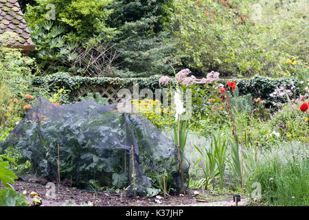 Traditional allotment Vegetables plot Stock Photo