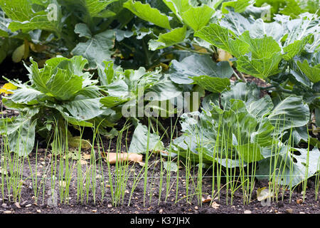 Traditional allotment Vegetables plot Stock Photo