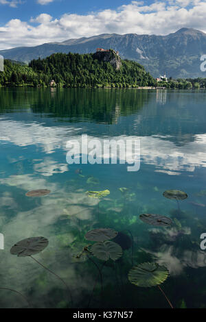 Waterlily pads floating in Lake Bled with Bled castle on cliff and St Martin church and Sol massive of Karawanks mountains Slovenia Stock Photo