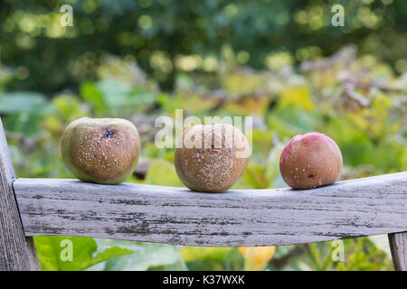 Malus domestica and Monilinia laxa and Monilinia fructigena. Fallen apples with brown rot on the arm of a wooden garden seat. UK Stock Photo