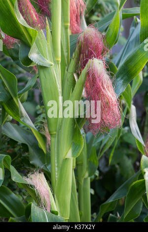Sweetcorn developing cobs on the plant in august. UK Stock Photo