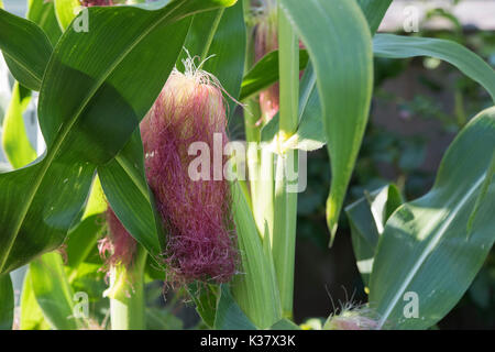 Sweetcorn developing cobs on the plant in august. UK Stock Photo