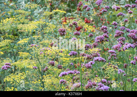 Verbena Bonariensis and Foeniculum Vulgare Purpureum. Verbena and bronze fennel in a flower border. UK Stock Photo