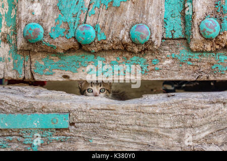 Small kitty through old wooden door hole Stock Photo