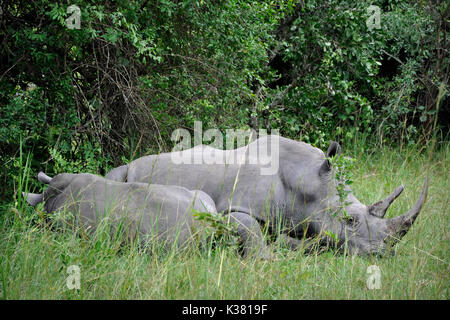 Uganda, Ziwa Rhino Sanctuary Gate, Rhinos Stock Photo