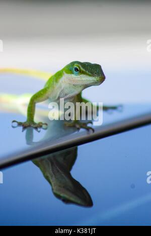 A Carolina Green Anole gecko lizard sitting on a car and his reflection appearing on the window. Stock Photo