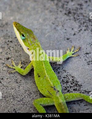 Carolina Green Anole Lizard Stock Photo