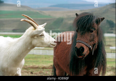 FRANNY the goat, voiced by WHOOPI GOLDBERG and TUCKER the pony, voiced by DUSTIN HOFFMAN in Alcon Entertainment's live action / CGI animation family motion picture Racing Stripes, distributed by Warner Bros. Pictures. PHOTOGRAPHS TO BE USED SOLELY FOR ADVERTISING, PROMOTION, PUBLICITY OR REVIEWS OF THIS SPECIFIC MOTION PICTURE AND TO REMAIN THE PROPERTY OF THE STUDIO. NOT FOR SALE OR REDISTRIBUTION. RACING STRIPES FRANNY the goat, voiced by WHOOPI GOLDBERG and TUCKER the pony, voiced by DUSTIN HOFFMAN FRANNY the goat, voiced by WHOOPI GOLDBERG and TUCKER the pony, voiced Stock Photo