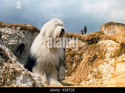 DIGBY, THE BIGGEST DOG IN THE WORLD      Date: 1973 Stock Photo