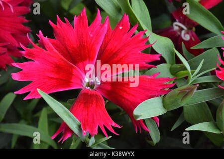 dianthus Stock Photo