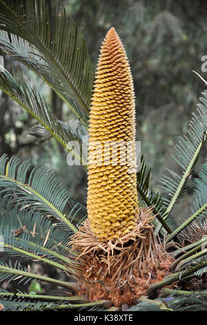 Democratic Republic of Congo, Flower Stock Photo