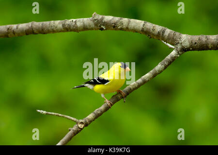 An American Goldfinch male displays his handsome breeding plumage on a cherry tree limb in Tennessee, USA. Stock Photo